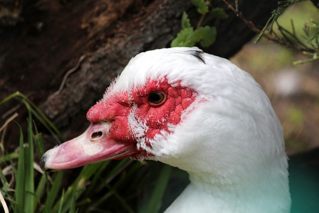 湖人完全限 湖人完全限