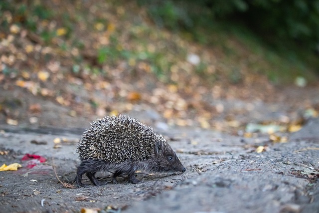 分与失去 分与失去
